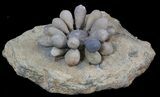 Fossil Club Urchin (Firmacidaris) - Jurassic #39146-2